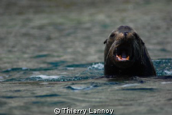 Sea lion in Cabo Pulmo Marine Park by Thierry Lannoy 